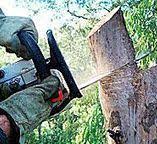 Best Tree Disease Treatment  in Round Lake Beach, IL