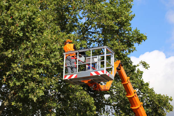 Best Tree Mulching  in Round Lake Beach, IL