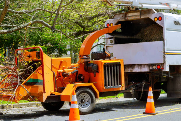 Trusted Round Lake Beach, IL Tree Services Experts