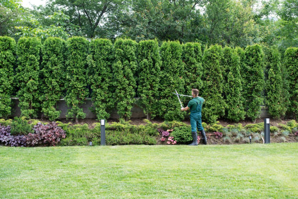 Best Lawn Watering Services  in Round Lake Beach, IL