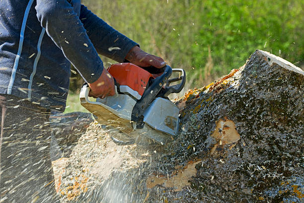 Best Tree Risk Assessment  in Round Lake Beach, IL