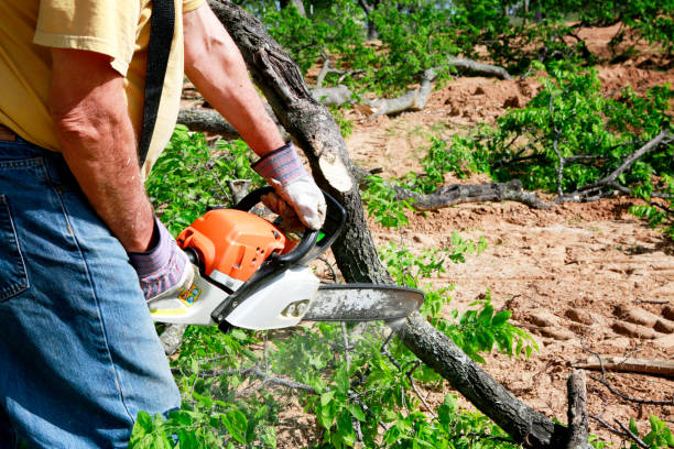 Best Firewood Processing and Delivery  in Round Lake Beach, IL